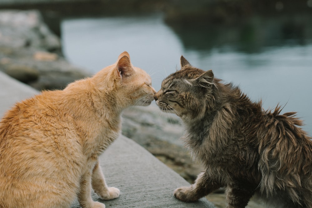 gato tabby laranja e marrom na calçada perto do corpo de água