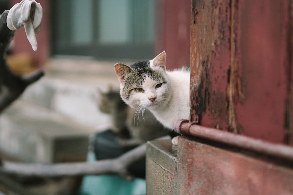 short-fur white and gray cat hiding on post