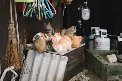 A group of rescued animals resting together in a sunny outdoor space.