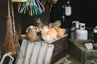 A group of cats is resting together on a makeshift wooden platform outside. They are surrounded by various household items, including brooms, a metal rake, and several gas canisters. The environment has a rustic, cluttered appearance.