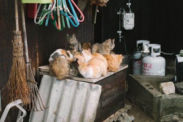 A group of volunteers caring for rescued cats.