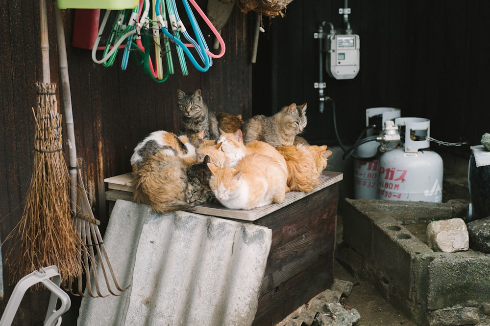 orange and brown tabby cats on table