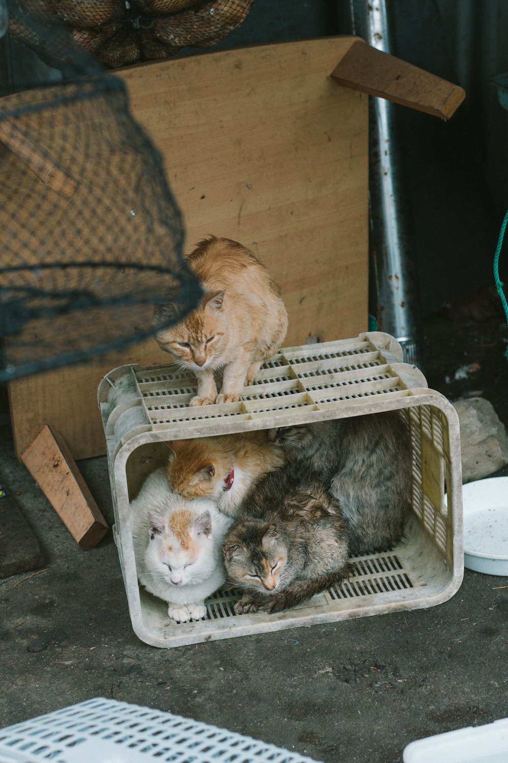 orange and brown tabby cats in white crate