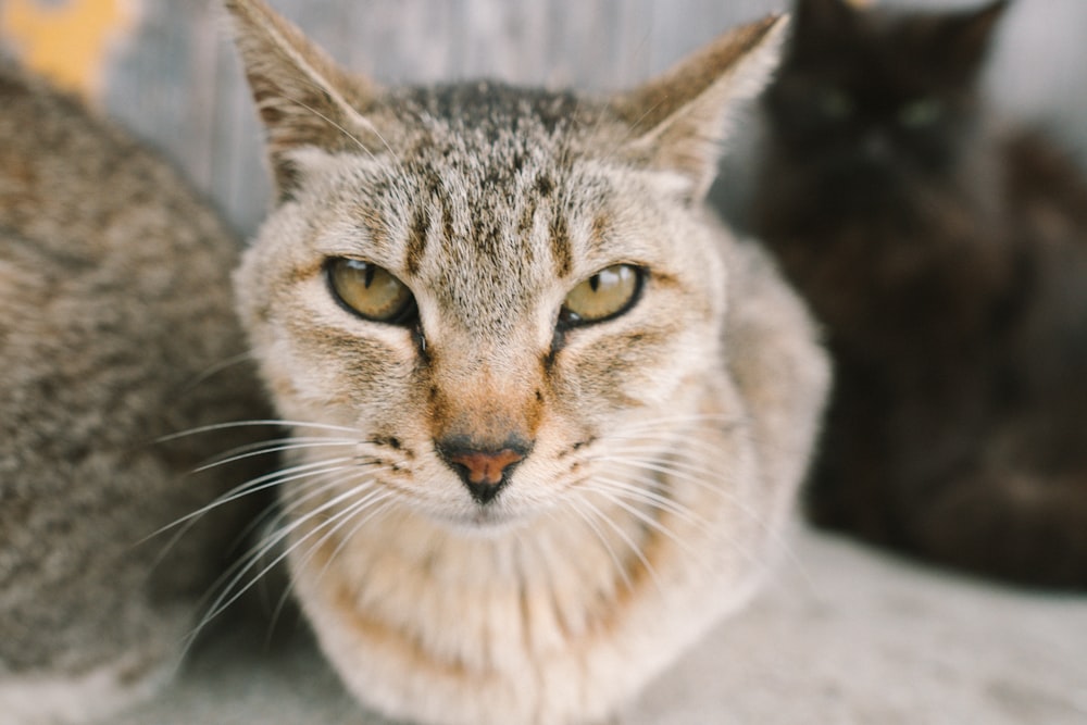 macro photography of brown tabby cat