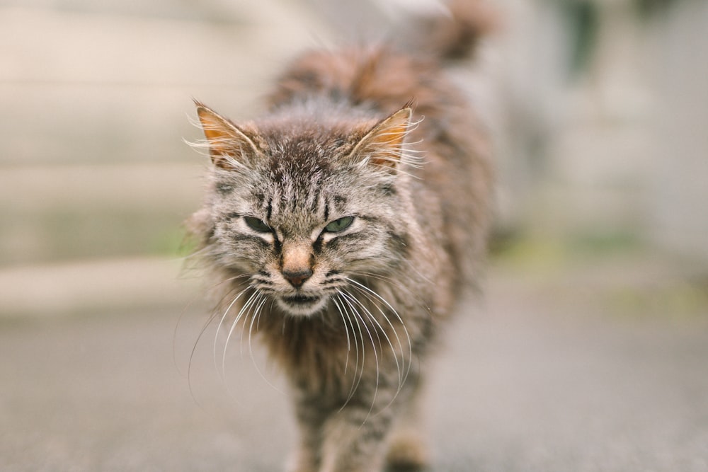 selective focus photo of brown tabby cat