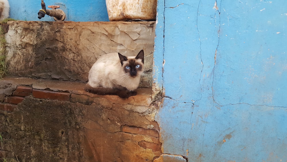 white and black coated cat