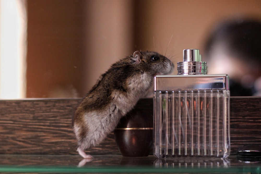 brown and gray mice on fragrance bottle