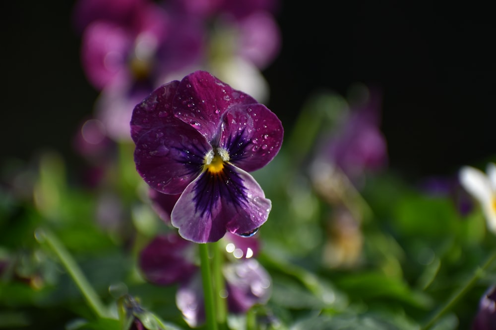 photo of purple Orchid flowers