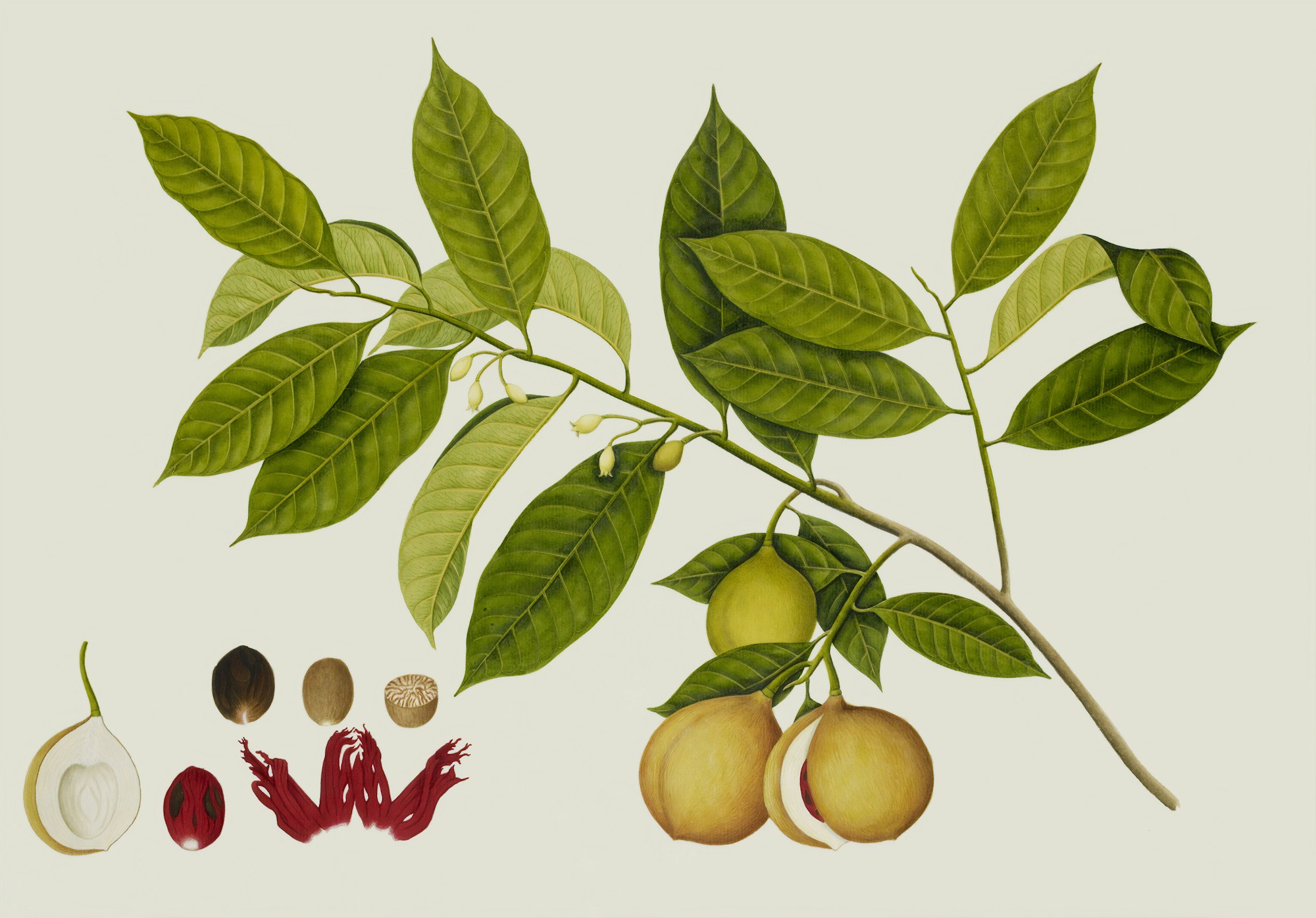 Myristica Fragrans' Hout. (Myristicaceae). Nutmeg Tree. From an album of 40 drawings made by Chinese artists at Bencoolen, Sumatra, for Sir Stamford Raffles. Watercolour. Originally published/produced in c.1824.