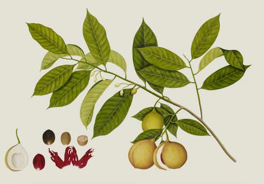 A detailed botanical illustration of a branch with green leaves and fruits, alongside a series of small images depicting the nutmeg fruit and its various components. The branch, bearing lush green leaves, holds several round fruits in different stages of maturity. Below the branch, the components of the nutmeg fruit, including the nutmeg seed, mace, and the cross-section of the fruit, are arranged methodically.