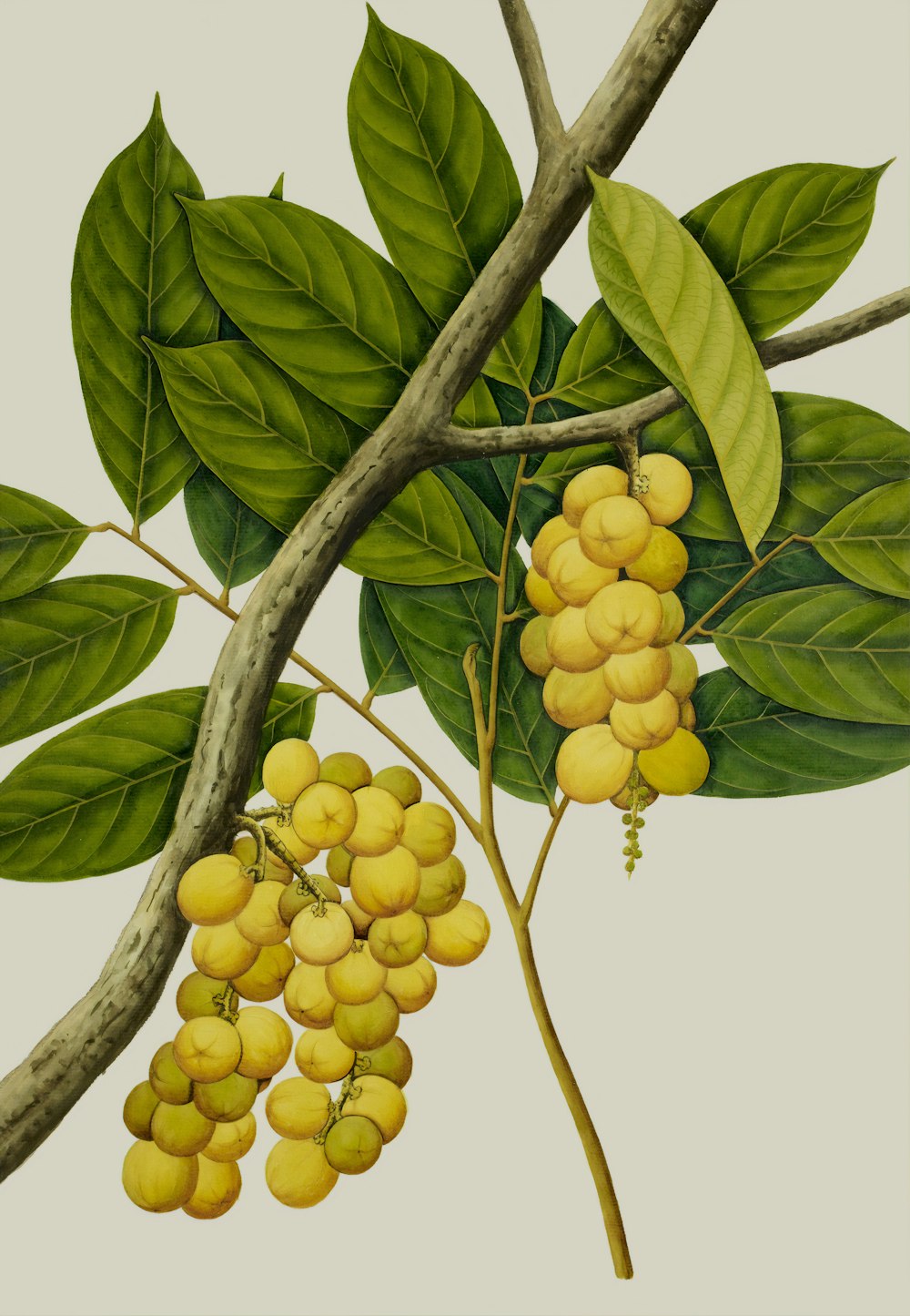 round yellow fruit illustration