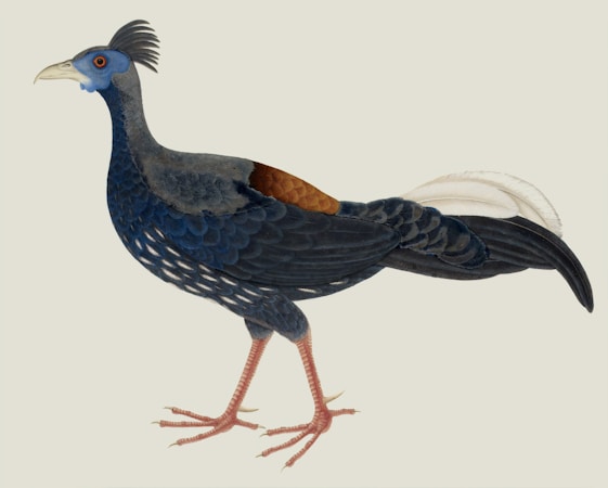 The Timeless Charm of Victorian-Inspired Natural History Art