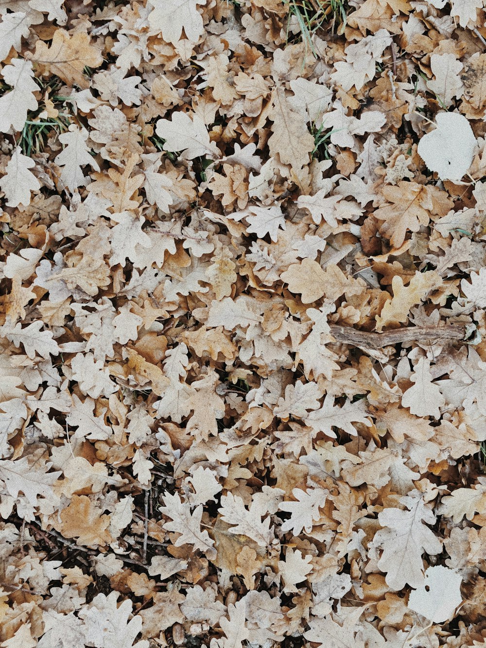 mazzo di foglie secche