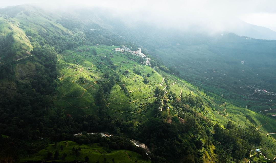 a lush green hillside covered in lots of trees,