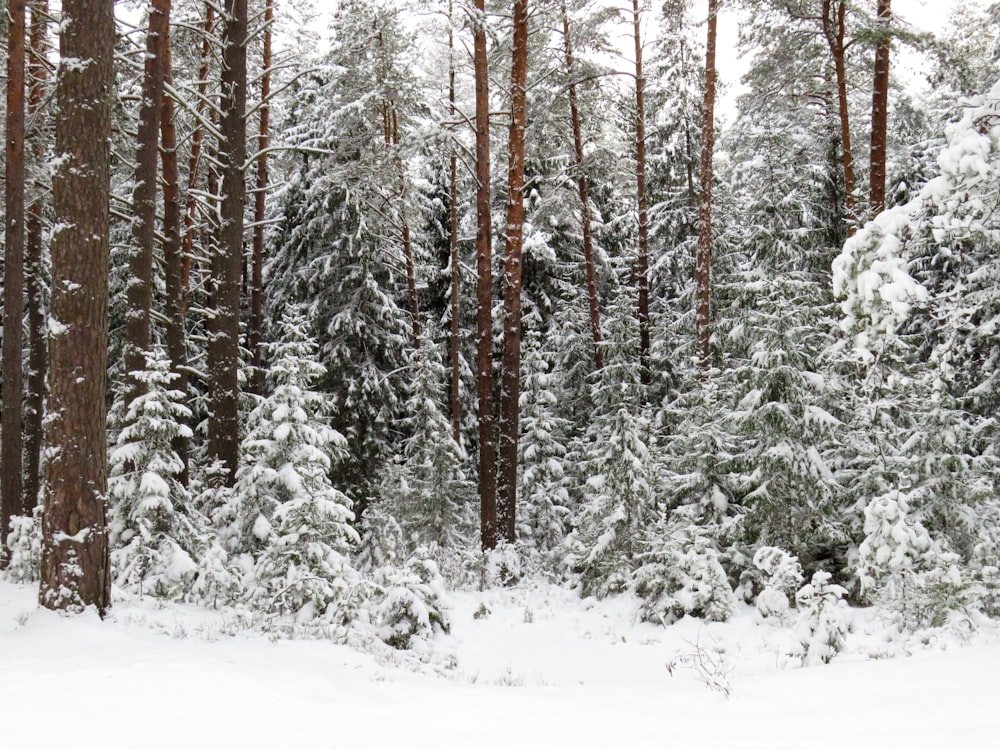 green-leafed trees during winter