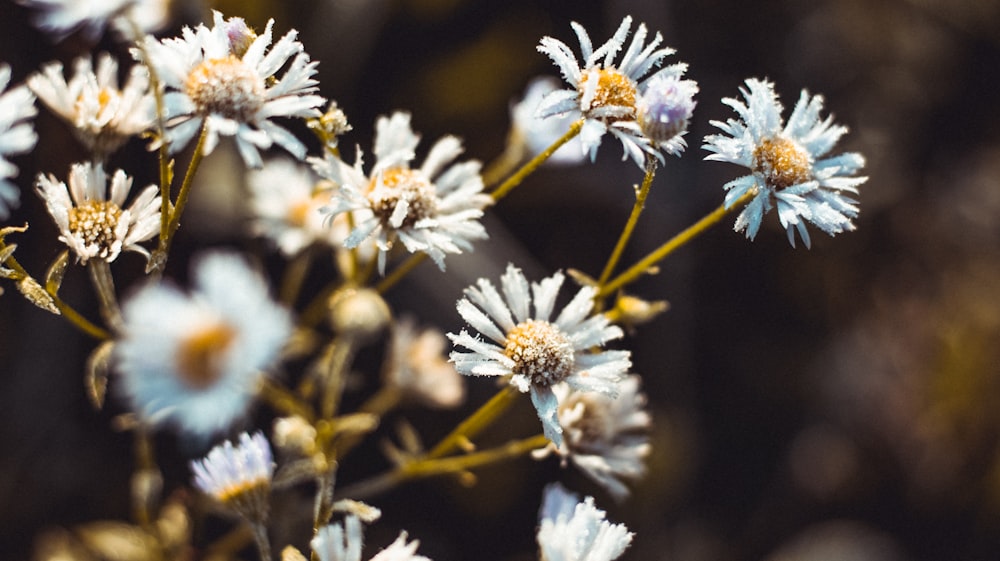 selective focus photo of white-petaled flowers