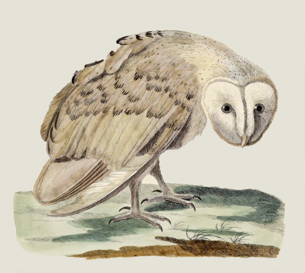 gray and brown owl painting