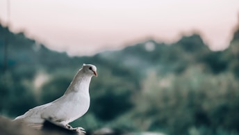 Dove, symbolizing the Power of the Holy Spirit