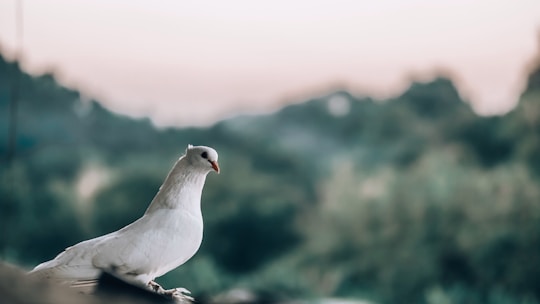 Dove, symbolizing the Power of the Holy Spirit