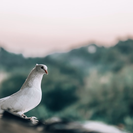 Dove, symbolizing the Power of the Holy Spirit