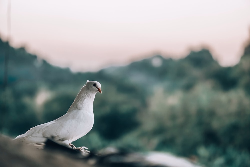 Fotografía macro de paloma blanca