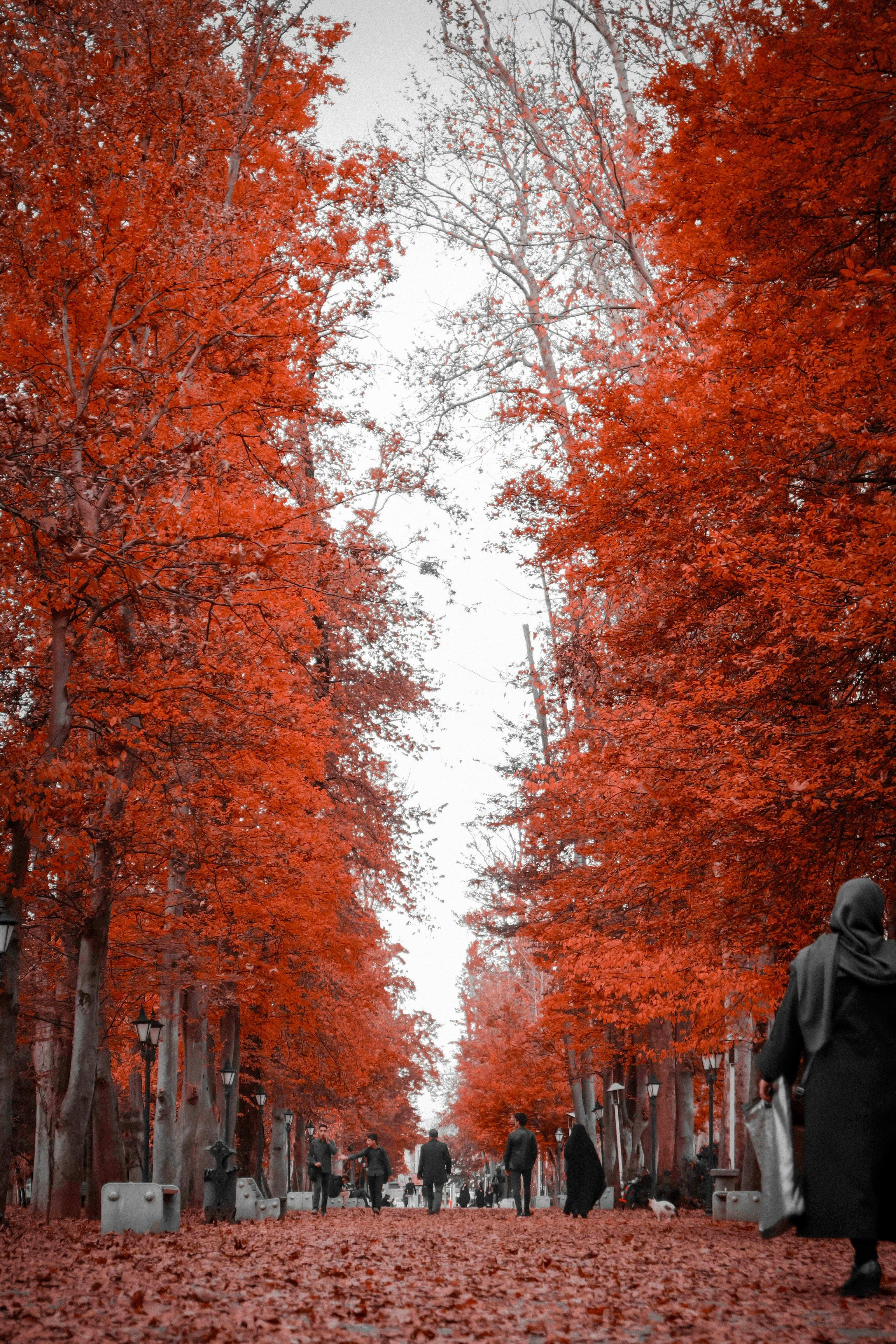 people walking on pathway between trees
