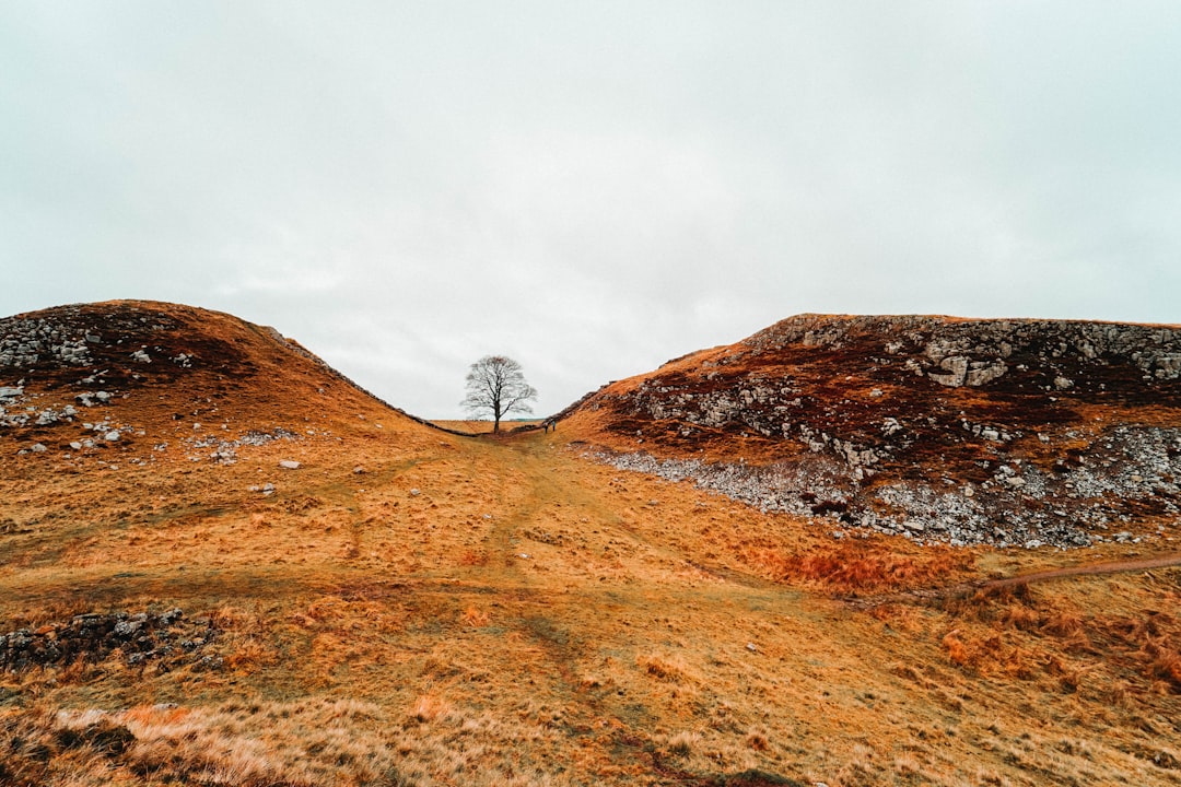 bare tree on hill