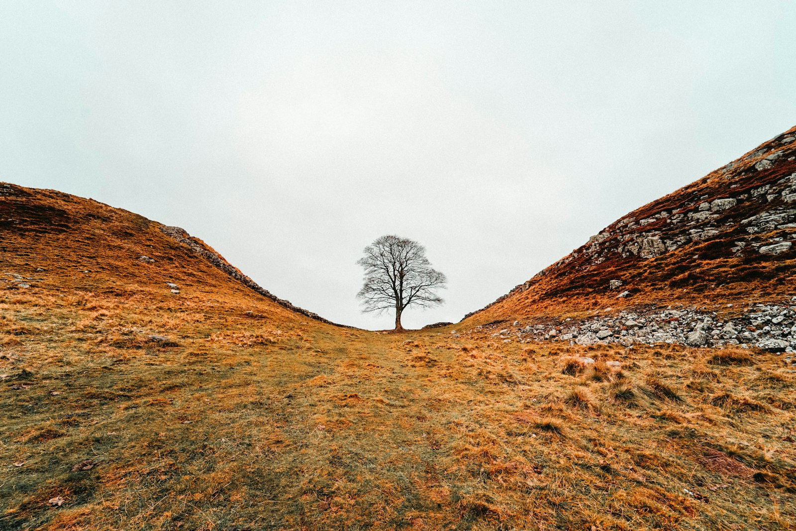 Sony a7 II + Samyang AF 14mm F2.8 FE sample photo. Bare tree on hill photography