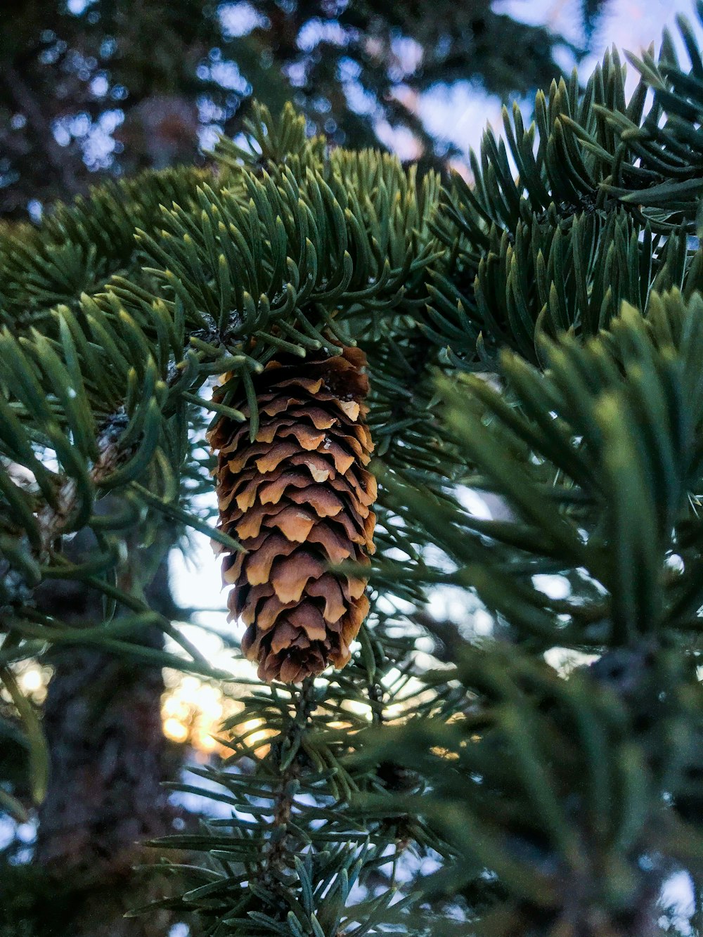 brown acorn