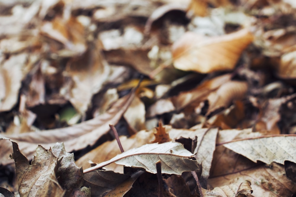 withered leaves
