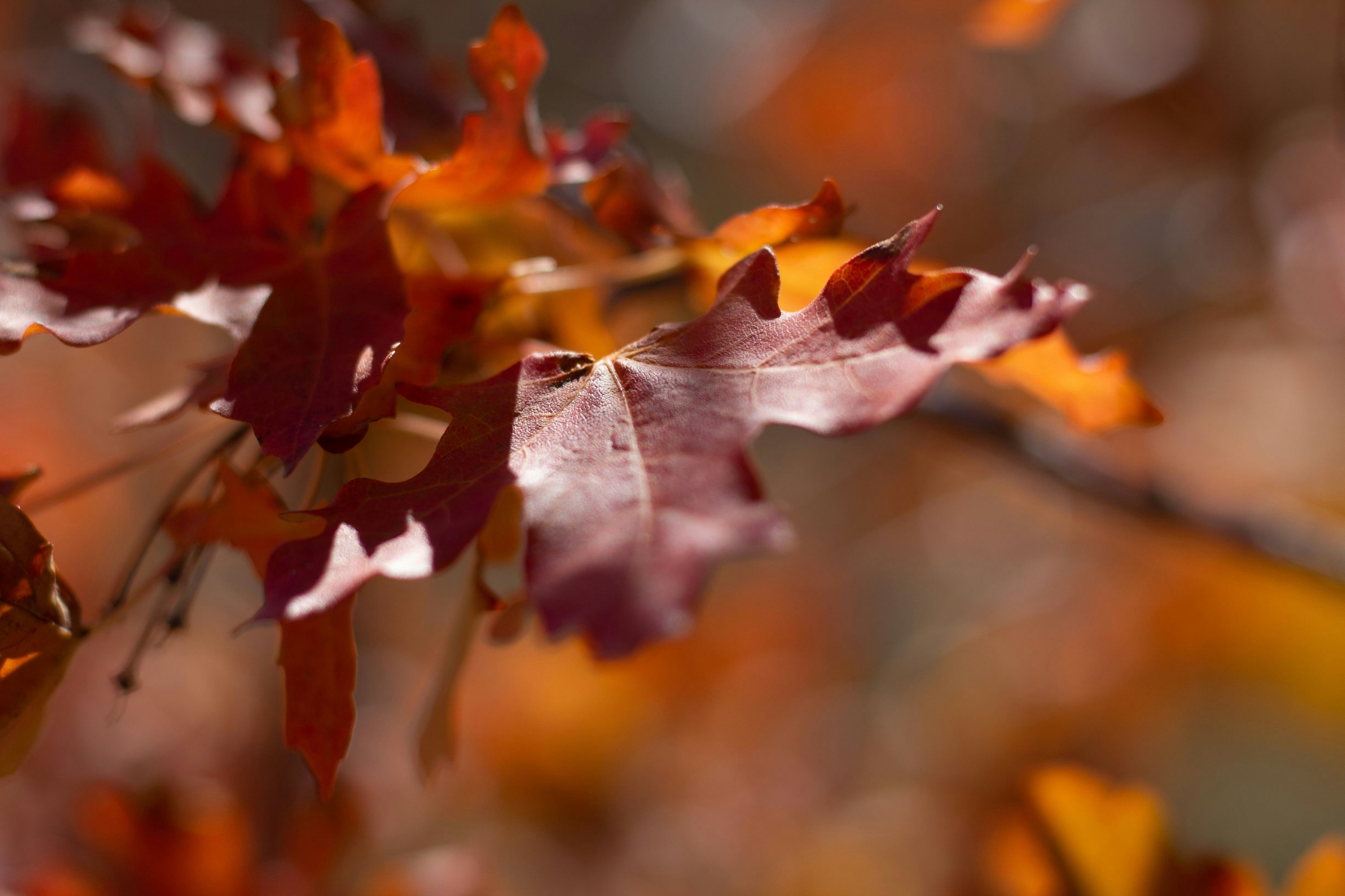 Photo by nutmeganginger