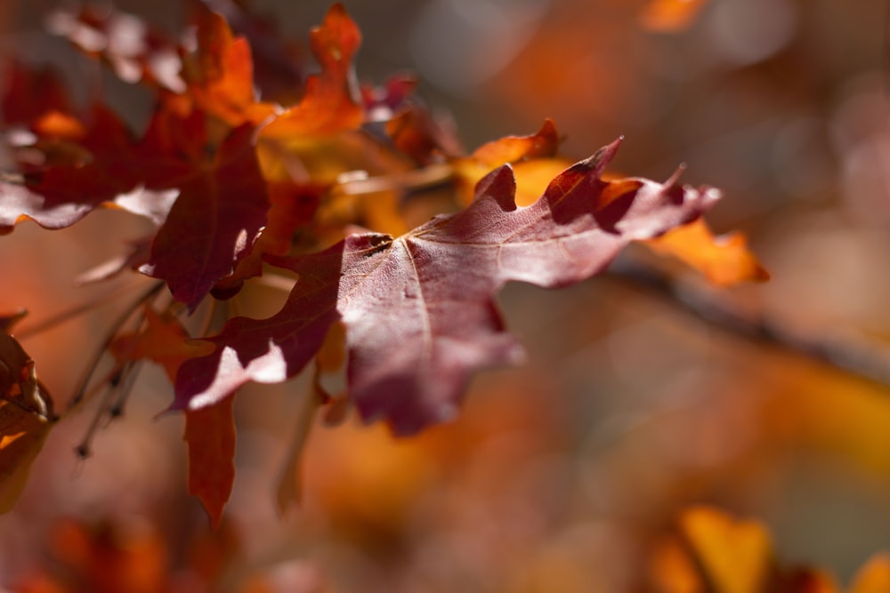 a close up of a tree with red leaves