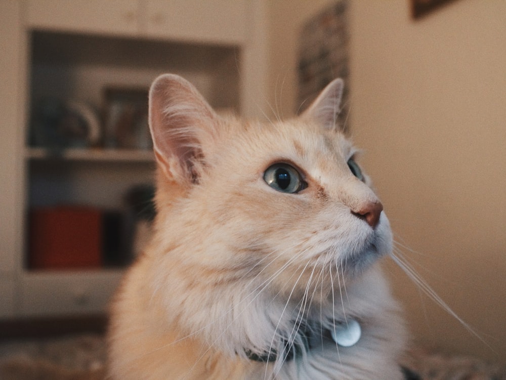 a close up of a cat on a bed