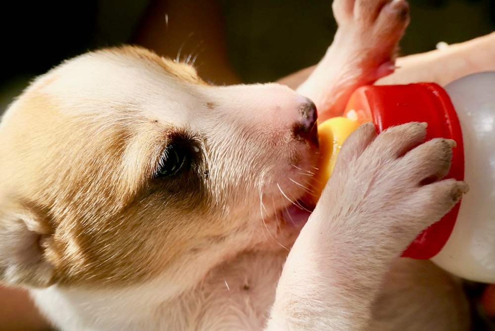 ein kleiner braun-weißer Hund, der aus einer Flasche trinkt