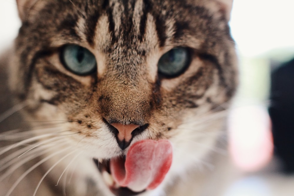 brown tabby cat