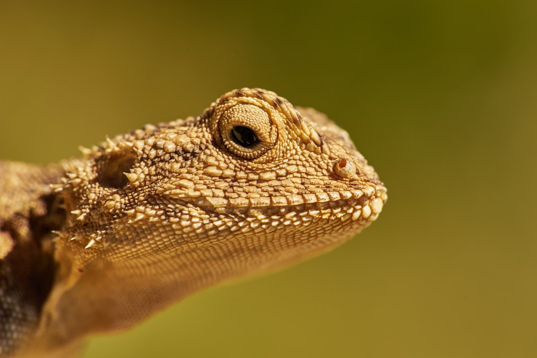 selective-focus photograph of bearded dragon