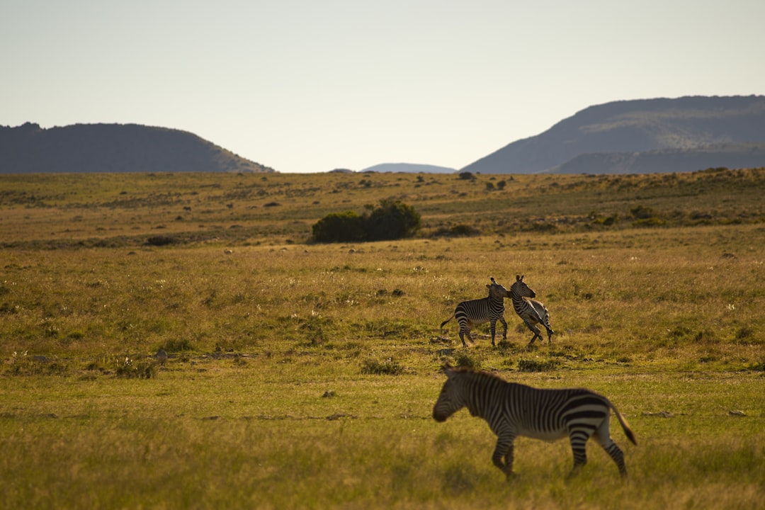 three zebra on green field viewing mountain