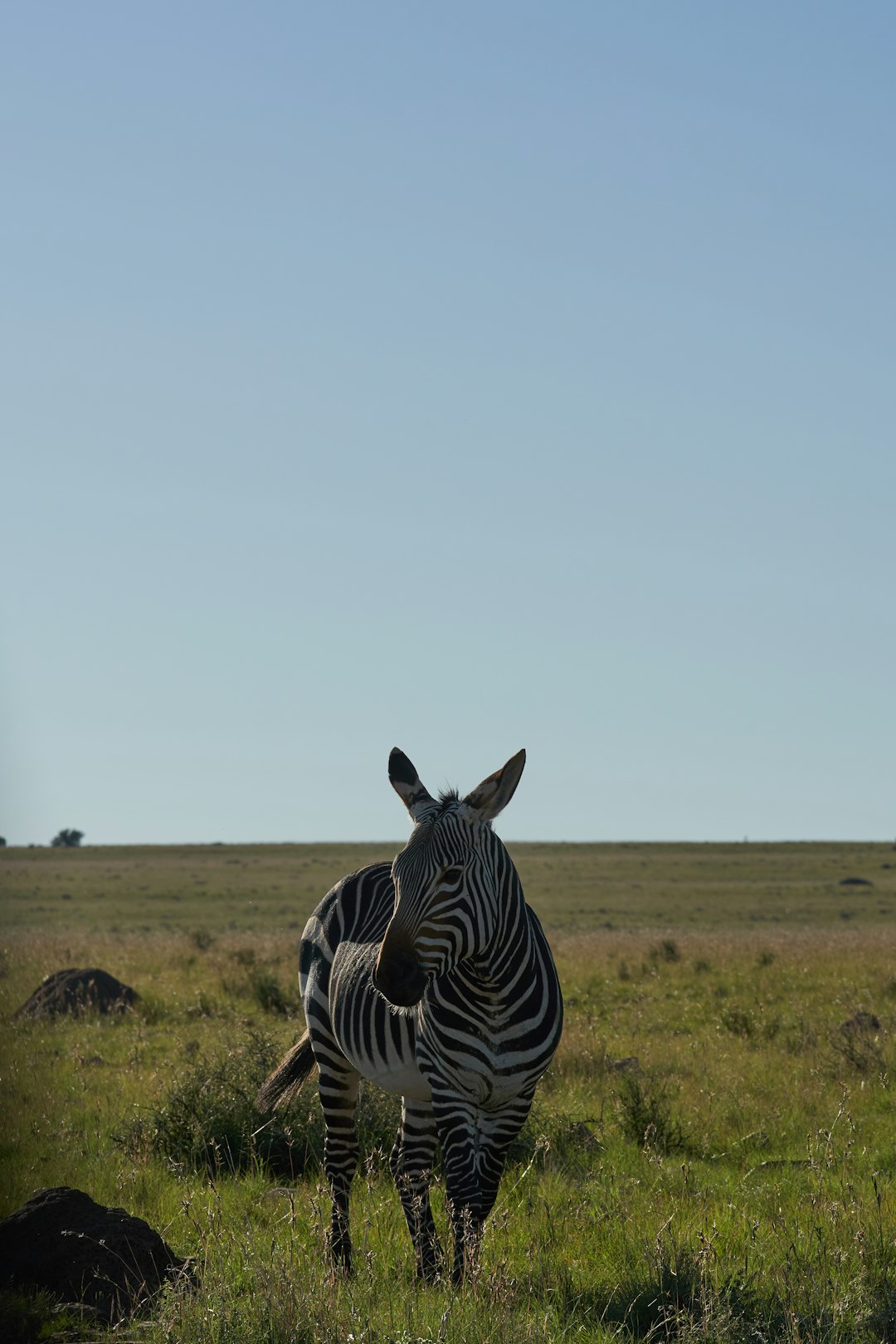 zebra on grass field