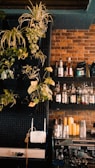 A cozy cafe setting featuring a brick wall with shelves holding various liquor bottles. Lush green plants add a touch of nature, cascading from the top left. An espresso machine sits on a counter with stacked yellow cups, indicating a casual and inviting atmosphere.