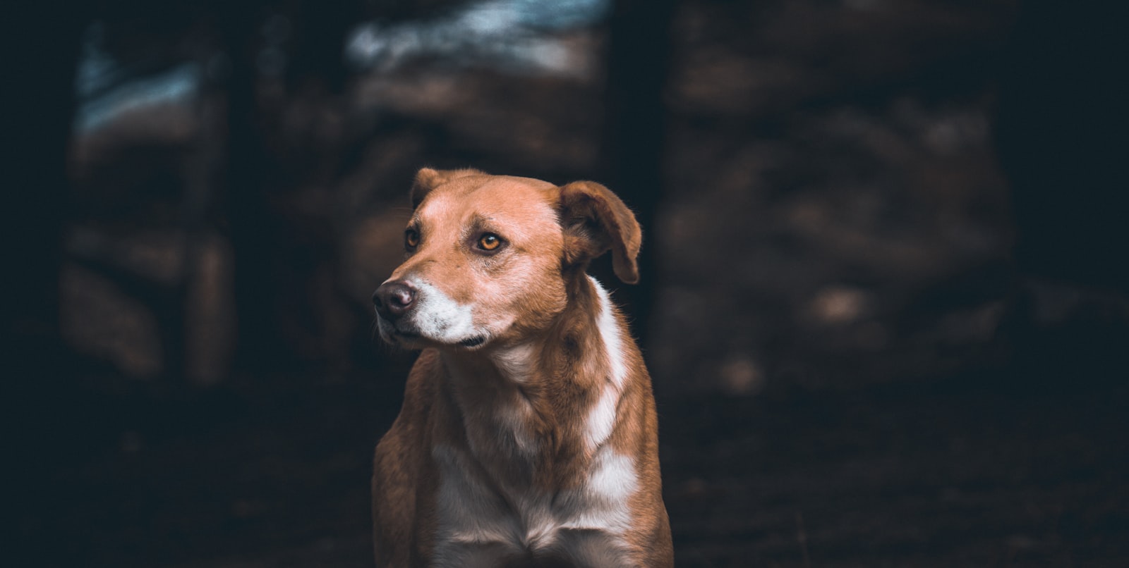 Sony a6000 + Sony E 18-200mm F3.5-6.3 OSS sample photo. Brown and white dog photography