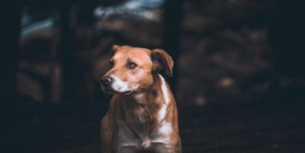 brown and white dog