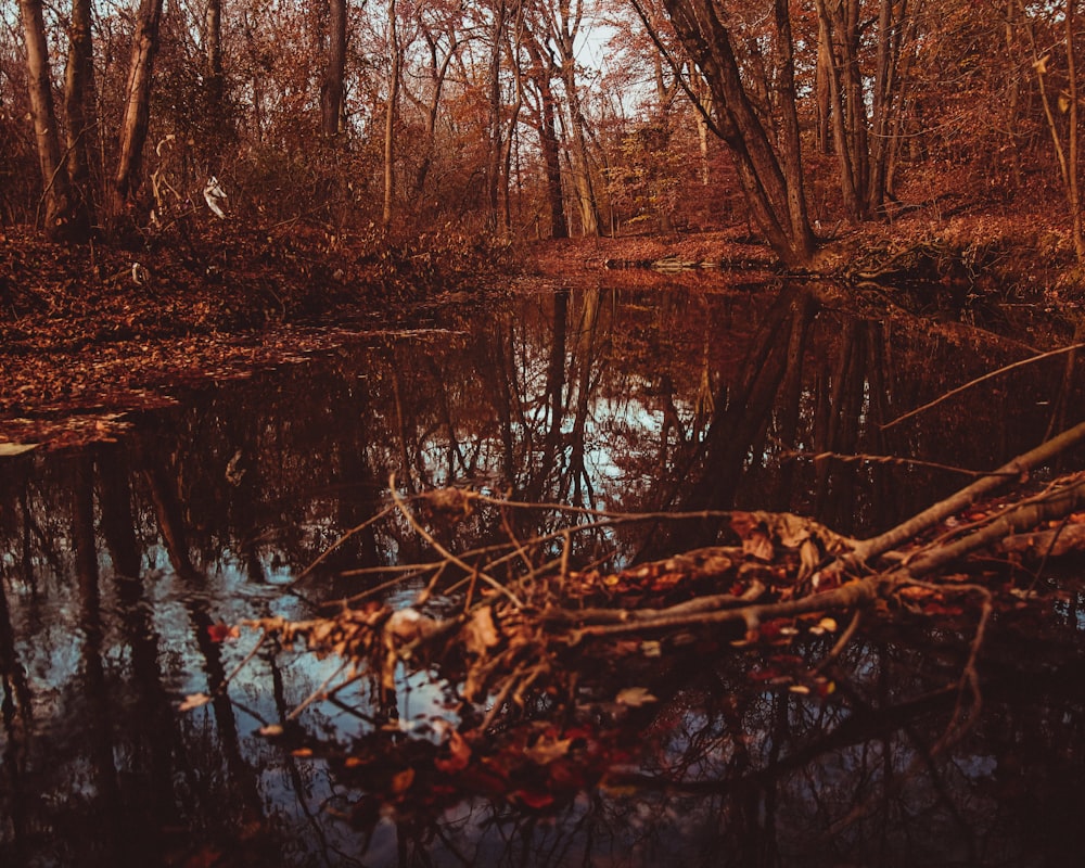 Plan d’eau entouré d’arbres