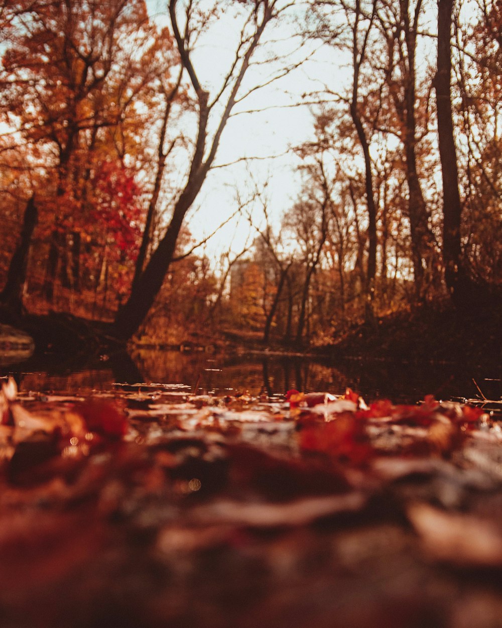 brown-leafed trees