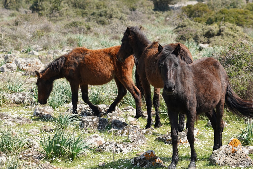 three brown horse on grass field