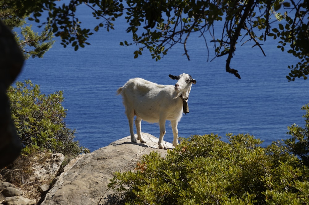 white goat on rock