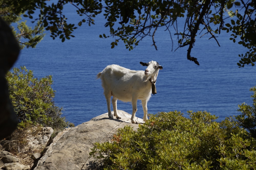 capra bianca su roccia