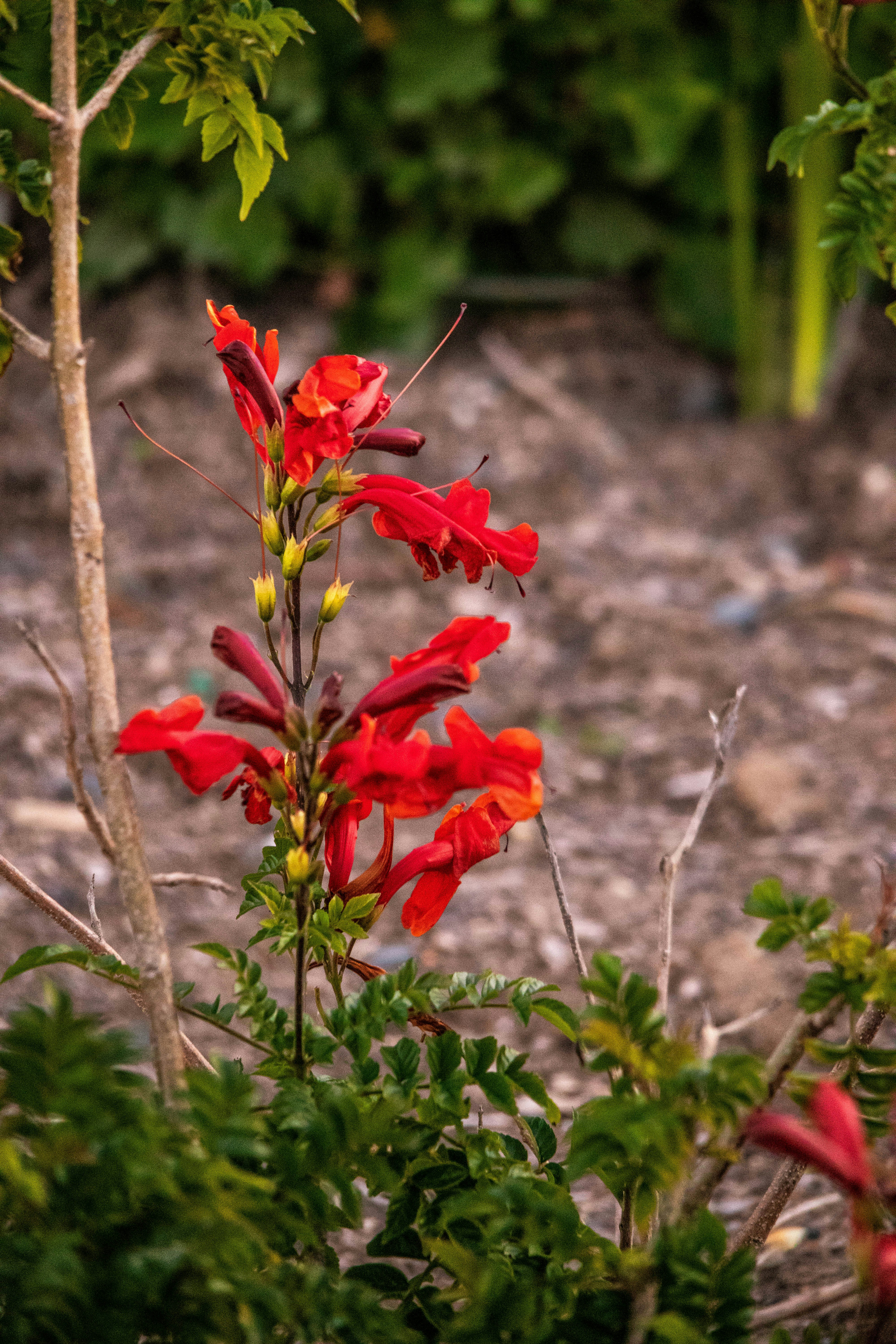 Photo by waldolevendal