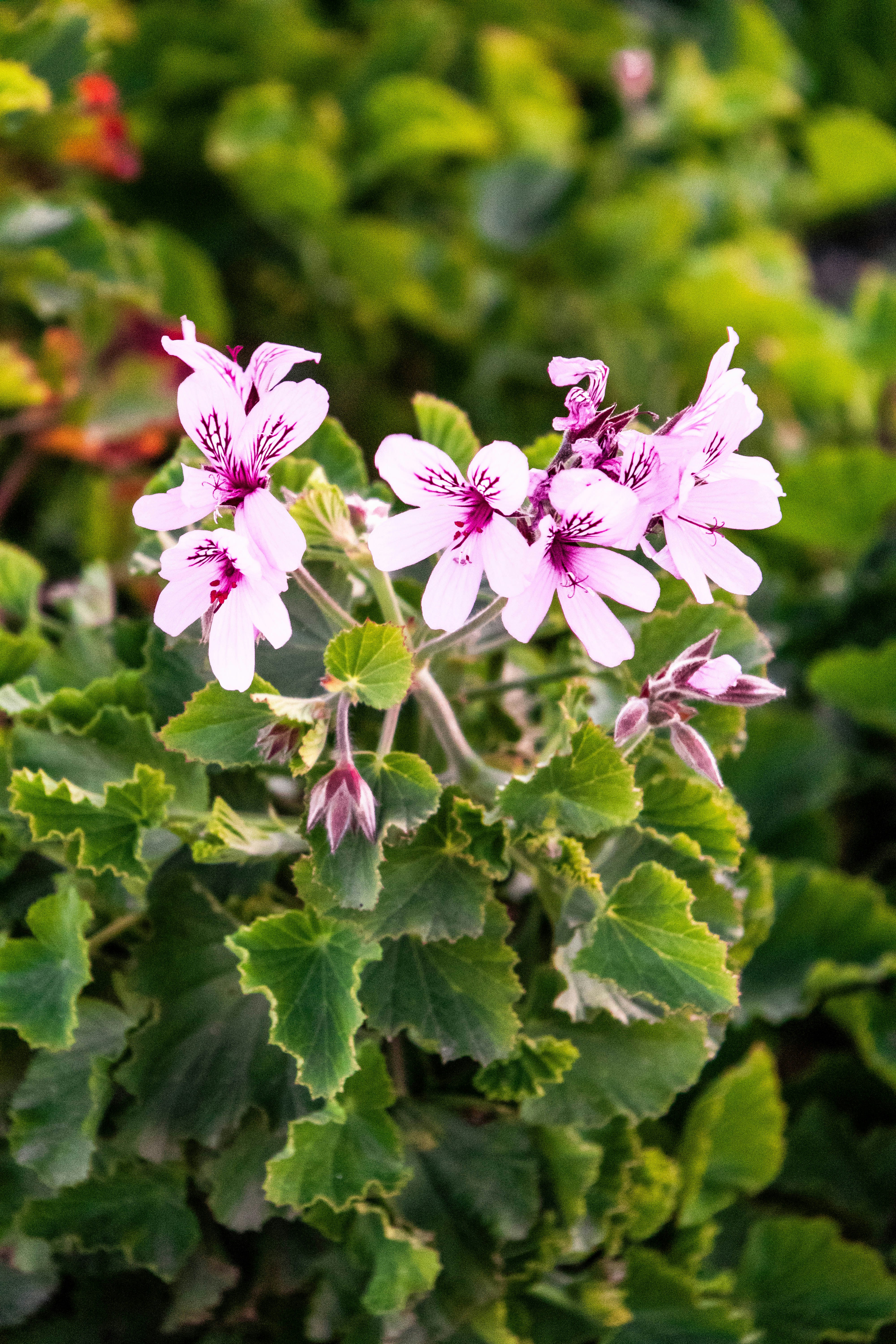 Photo by waldolevendal