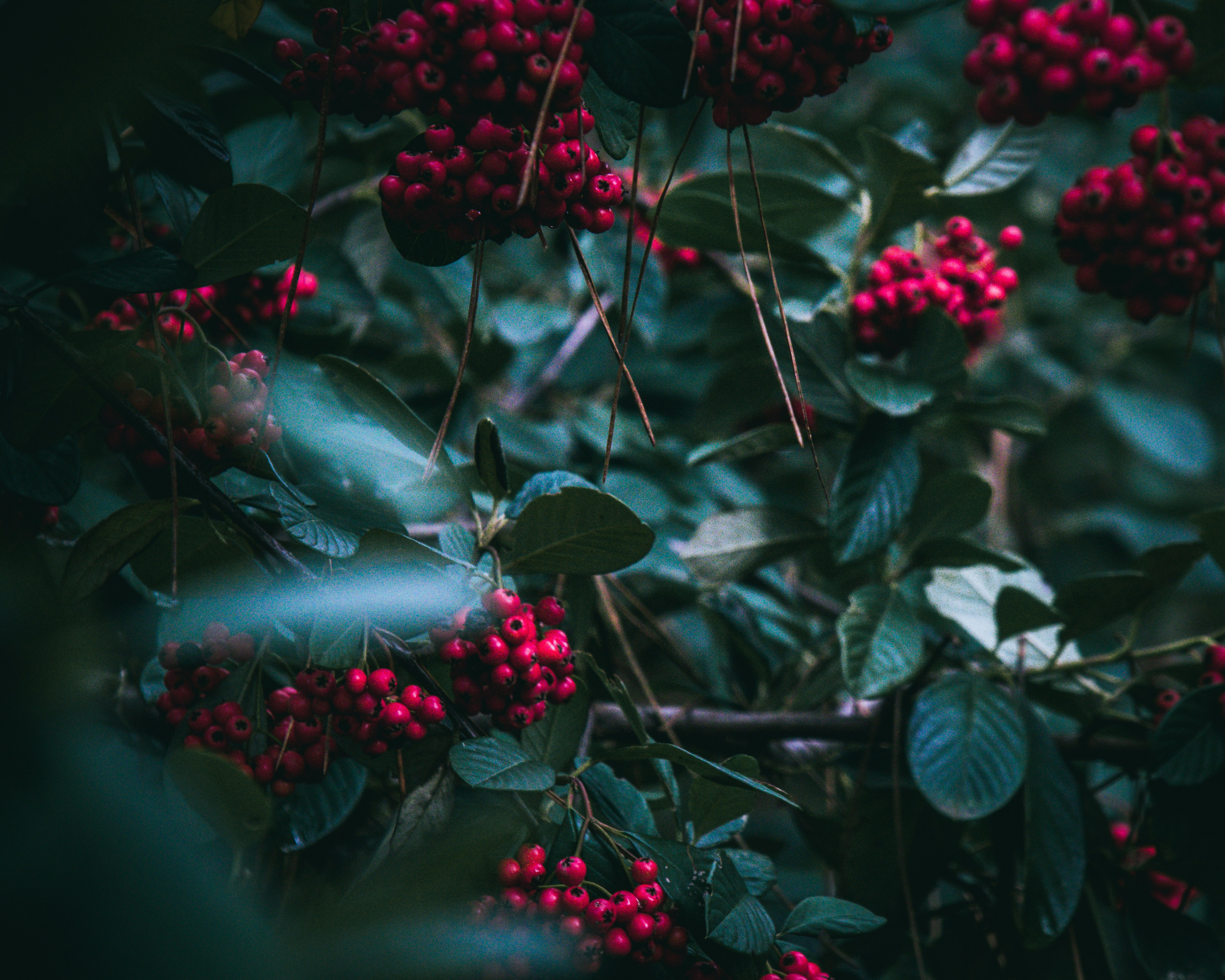 Photo by waldolevendal