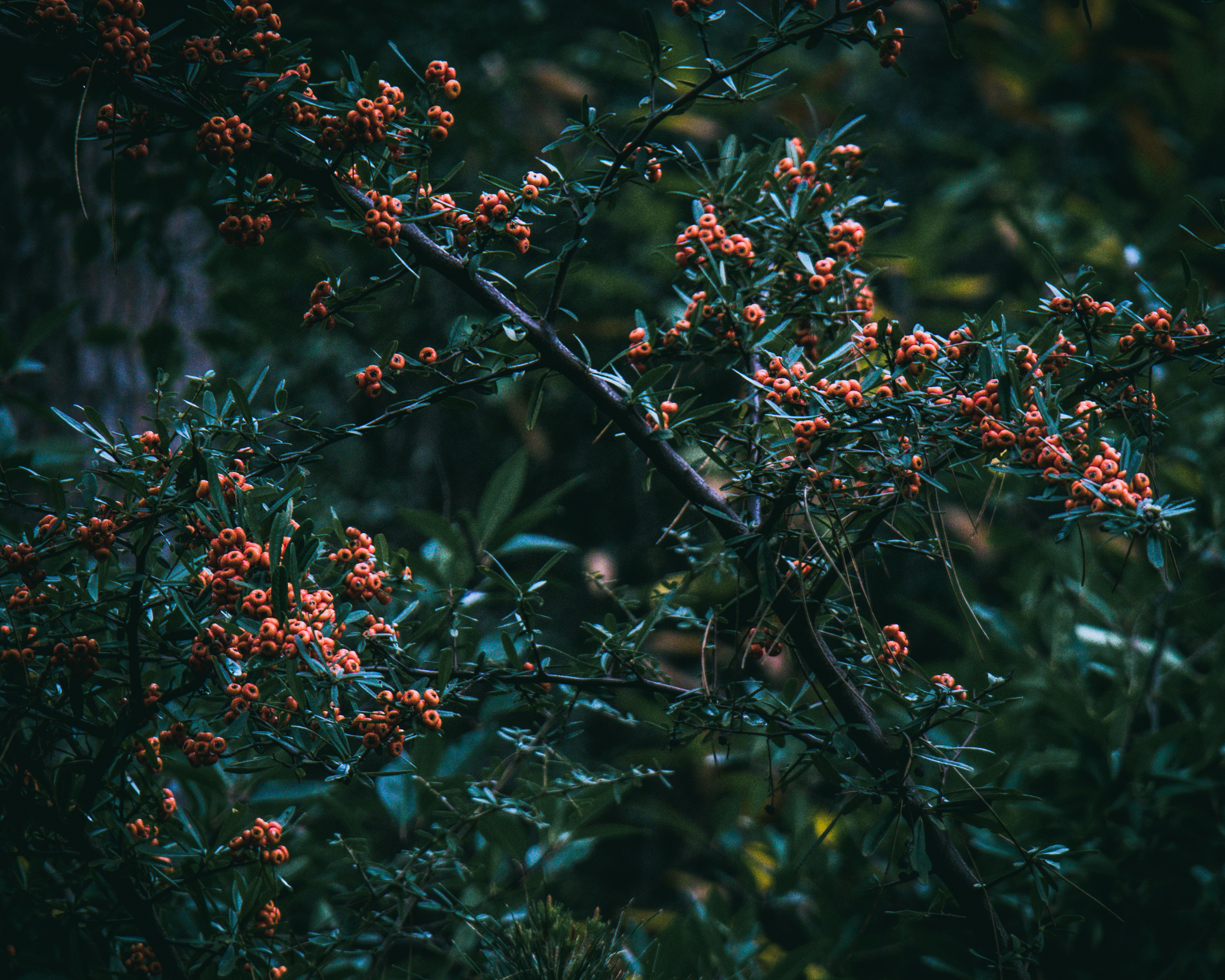 Photo by waldolevendal